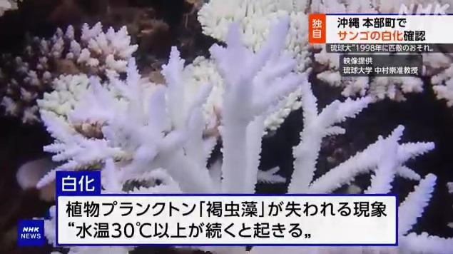 沖繩本島附近淺灘珊瑚出現白化。(互聯網)