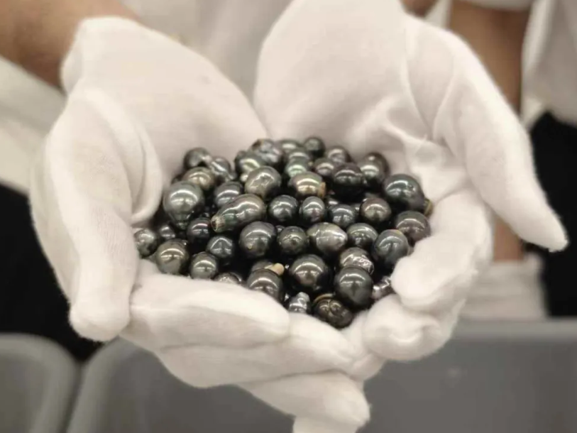 內地海關在皇崗口岸發現一名女旅客舉止異常,在其胸部發現兩袋用保鮮紙纏繞固定的黃色膠紙包裝物,另在其裙下打底褲襠部發現一袋同樣的黃色膠紙包裝物,查獲黑珍珠626粒。(內地海關總署)