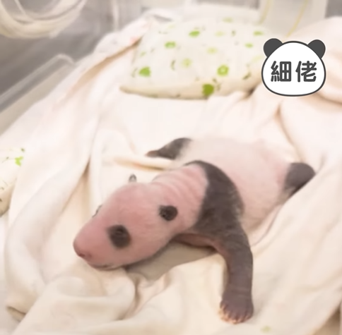 大熊貓盈盈樂樂一對龍鳳胎的動向惹港人關注