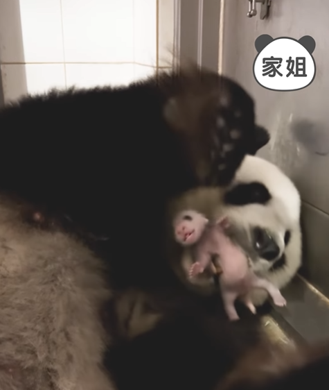 大熊貓盈盈樂樂一對龍鳳胎的動向惹港人關注