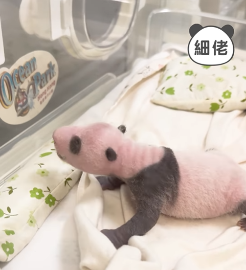 大熊貓盈盈樂樂一對龍鳳胎的動向惹港人關注