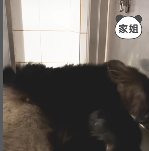 大熊貓盈盈樂樂一對龍鳳胎的動向惹港人關注