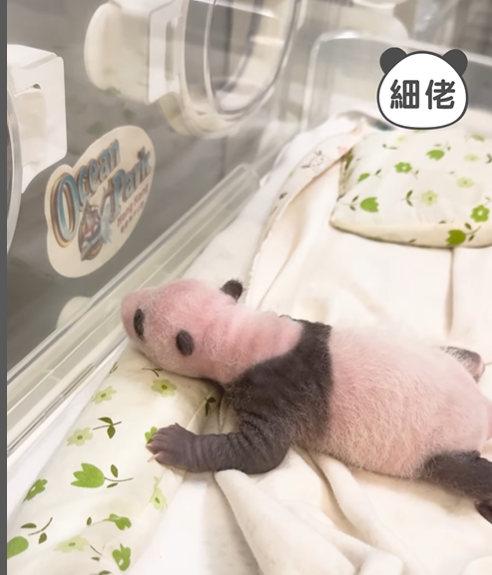 大熊貓盈盈樂樂一對龍鳳胎的動向惹港人關注