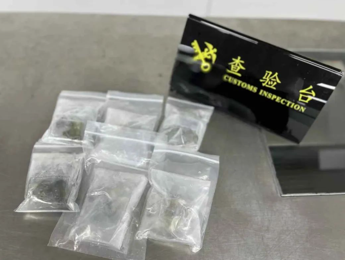 羅湖海關在旅檢入境渠道查獲女旅客綁藏的21株活體珊瑚(內地海關總署)