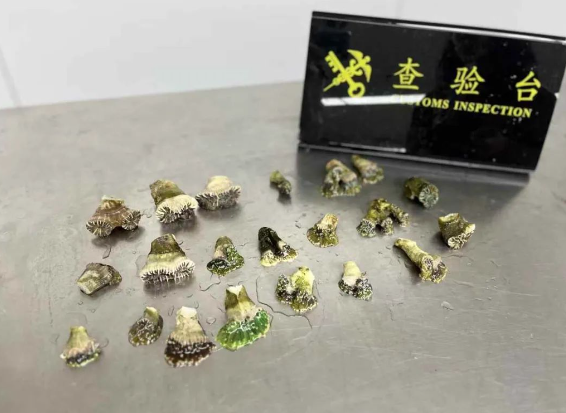 羅湖海關在旅檢入境渠道查獲女旅客綁藏的21株活體珊瑚(內地海關總署)
