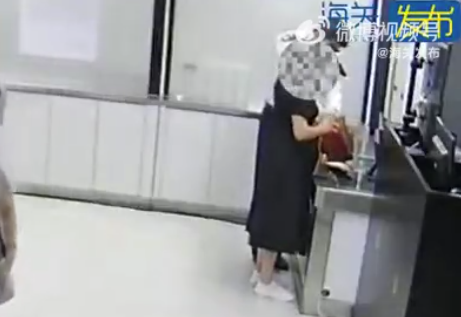 羅湖海關在旅檢入境渠道查獲女旅客綁藏的21株活體珊瑚(內地海關總署)