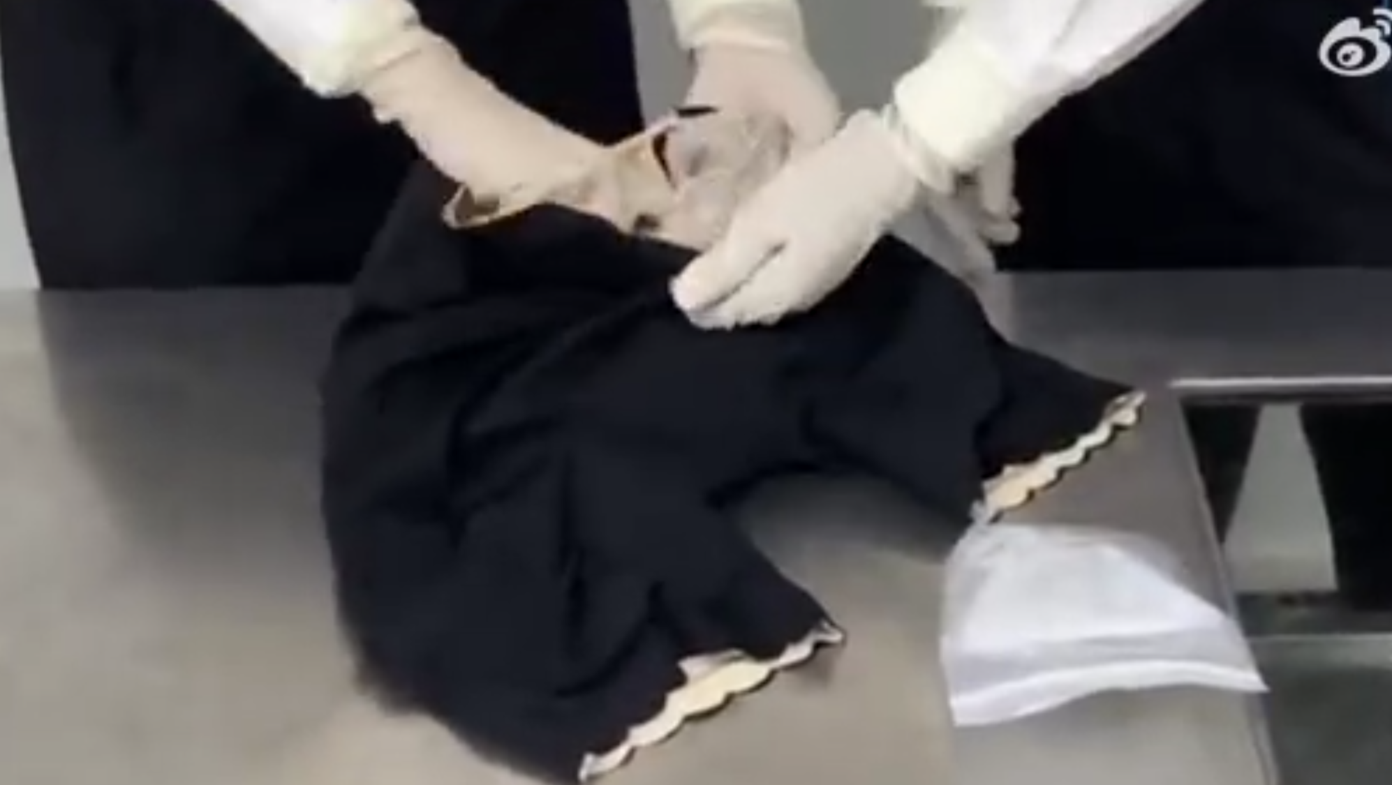 羅湖海關在旅檢入境渠道查獲女旅客綁藏的21株活體珊瑚(內地海關總署)