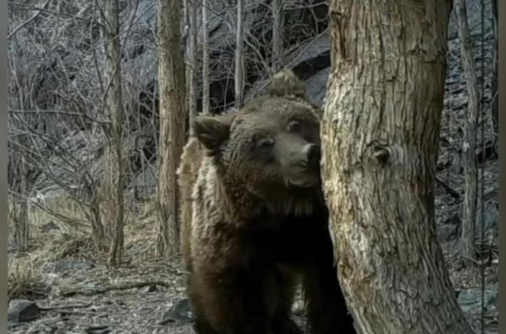 中蒙專家拍到野生戈壁熊身影。(互聯網)