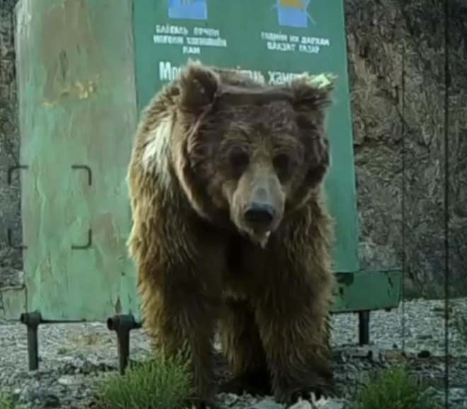 中蒙專家拍到野生戈壁熊身影。(互聯網)