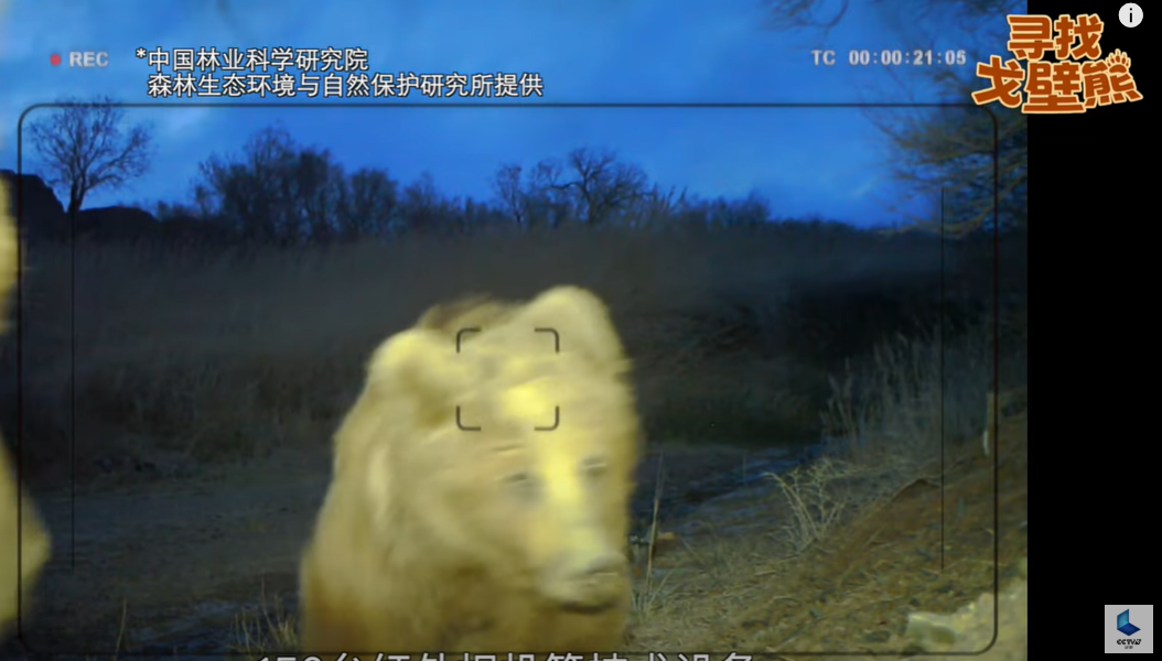 中蒙專家拍到野生戈壁熊身影。(互聯網)