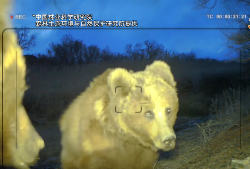 中蒙專家拍到野生戈壁熊身影。(互聯網)