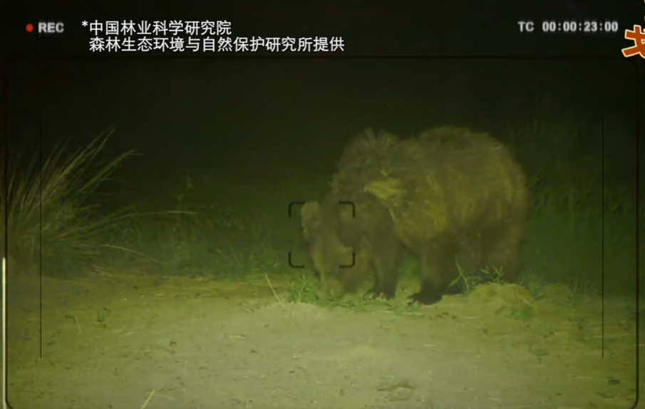 中蒙專家拍到野生戈壁熊身影。(互聯網)