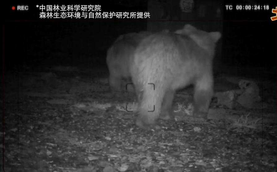 中蒙專家拍到野生戈壁熊身影。(互聯網)