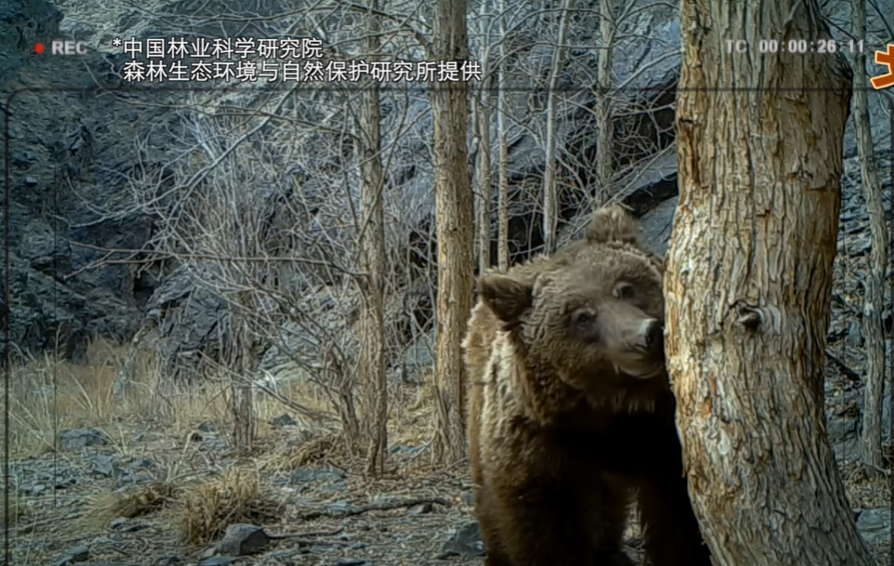 中蒙專家拍到野生戈壁熊身影。(互聯網)