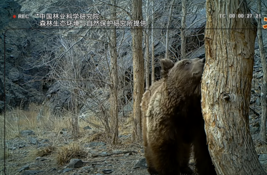 中蒙專家拍到野生戈壁熊身影。(互聯網)