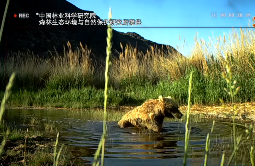 中蒙專家拍到野生戈壁熊身影。(互聯網)