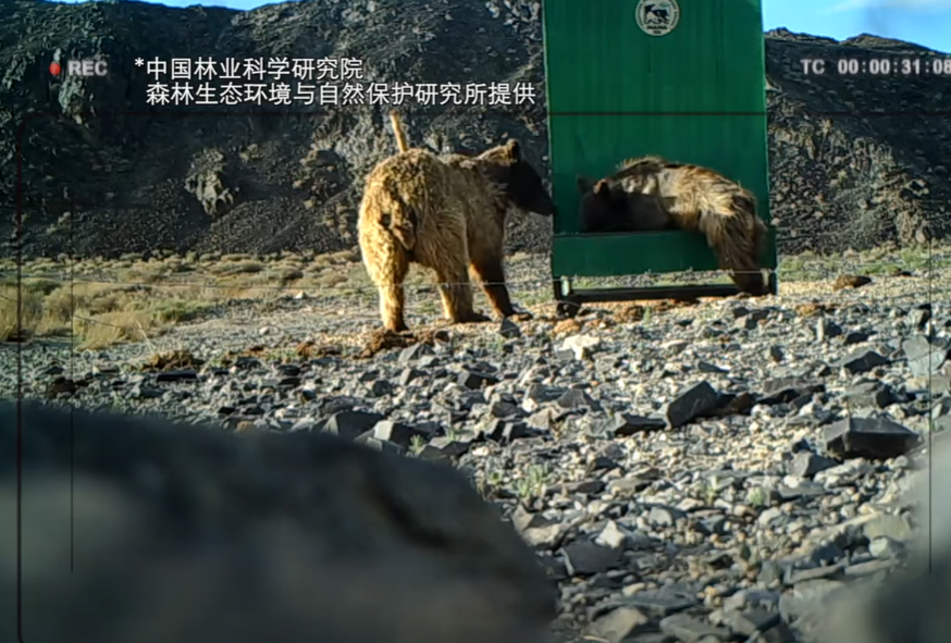 中蒙專家拍到野生戈壁熊身影。(互聯網)