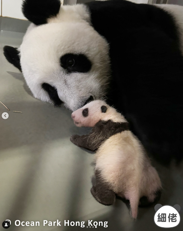 香港將成為中國內地以外首個同時有6隻熊貓的單一城市(資料圖片)