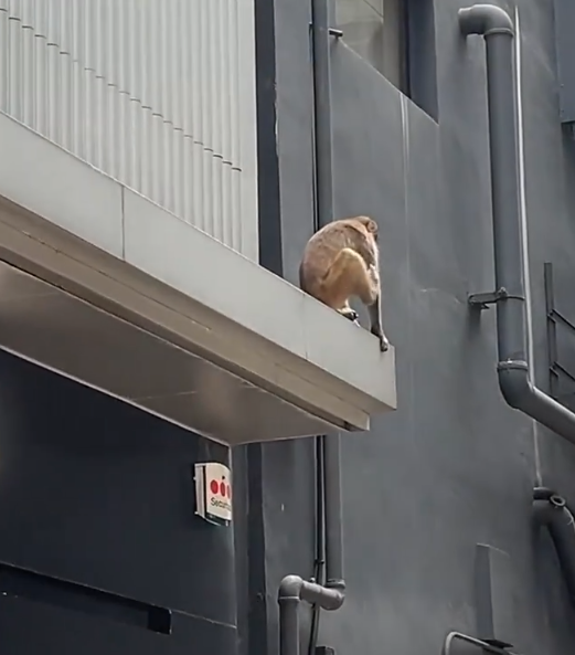 一隻馬騮於尖沙咀北京道的鐘錶名店Panerai門店內巷外牆上行走,先打量四周,再沿着水管慢行,及後往上爬行。(小紅書影片)