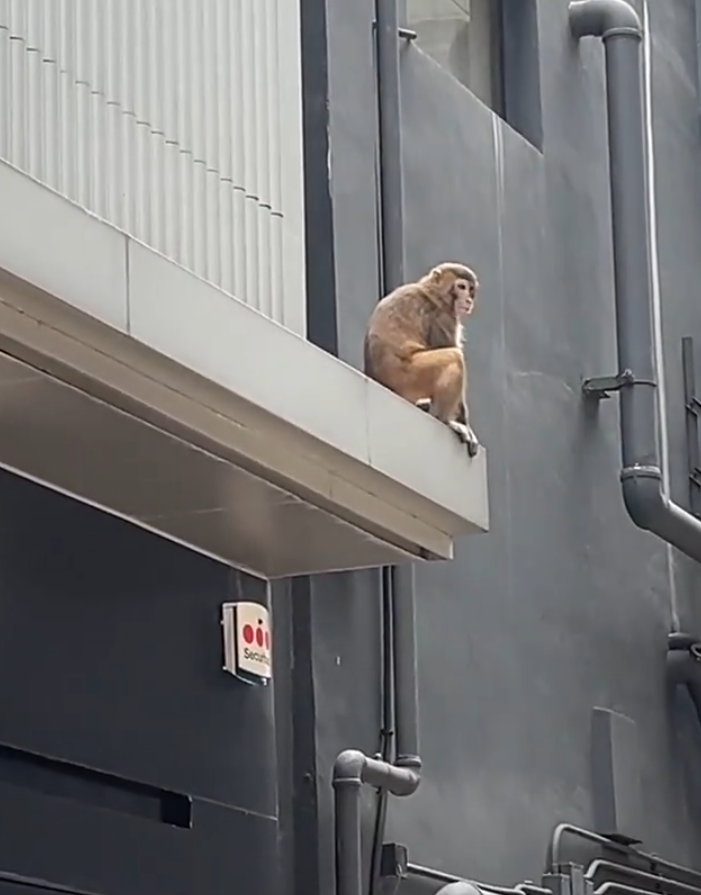 一隻馬騮於尖沙咀北京道的鐘錶名店Panerai門店內巷外牆上行走,先打量四周,再沿着水管慢行,及後往上爬行。(小紅書影片)