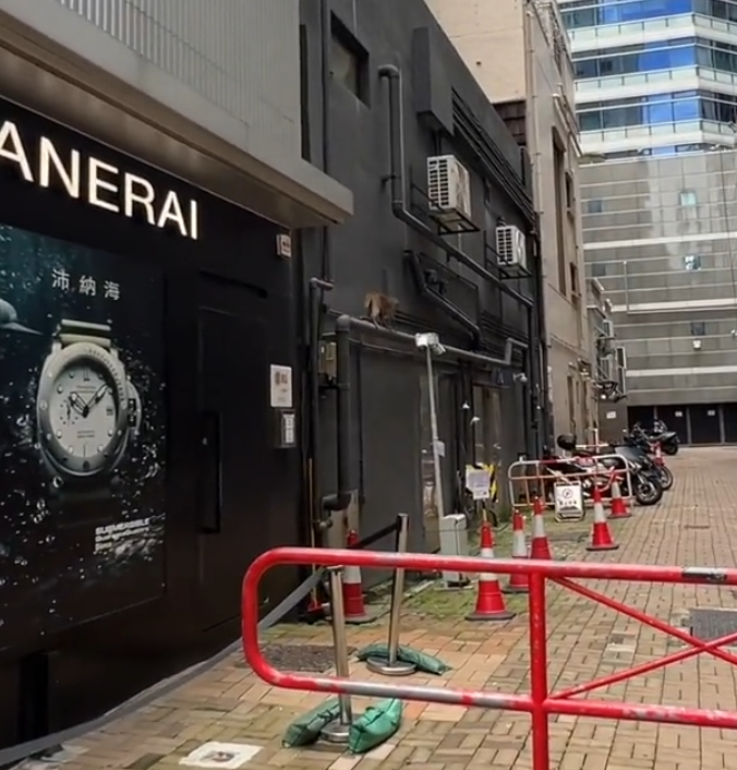 一隻馬騮於尖沙咀北京道的鐘錶名店Panerai門店內巷外牆上行走,先打量四周,再沿着水管慢行,及後往上爬行。(小紅書影片)