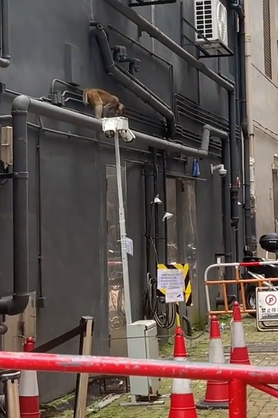 一隻馬騮於尖沙咀北京道的鐘錶名店Panerai門店內巷外牆上行走,先打量四周,再沿着水管慢行,及後往上爬行。(小紅書影片)