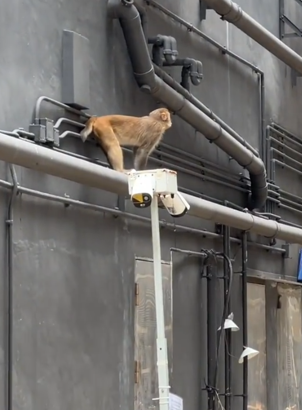 一隻馬騮於尖沙咀北京道的鐘錶名店Panerai門店內巷外牆上行走,先打量四周,再沿着水管慢行,及後往上爬行。(小紅書影片)