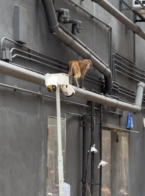 一隻馬騮於尖沙咀北京道的鐘錶名店Panerai門店內巷外牆上行走,先打量四周,再沿着水管慢行,及後往上爬行。(小紅書影片)