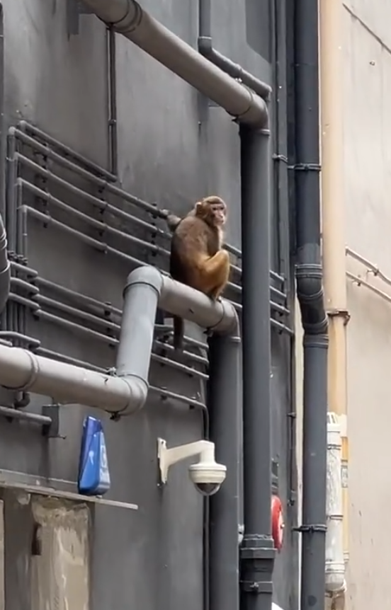 一隻馬騮於尖沙咀北京道的鐘錶名店Panerai門店內巷外牆上行走,先打量四周,再沿着水管慢行,及後往上爬行。(小紅書影片)