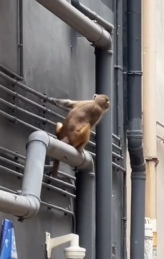 一隻馬騮於尖沙咀北京道的鐘錶名店Panerai門店內巷外牆上行走,先打量四周,再沿着水管慢行,及後往上爬行。(小紅書影片)