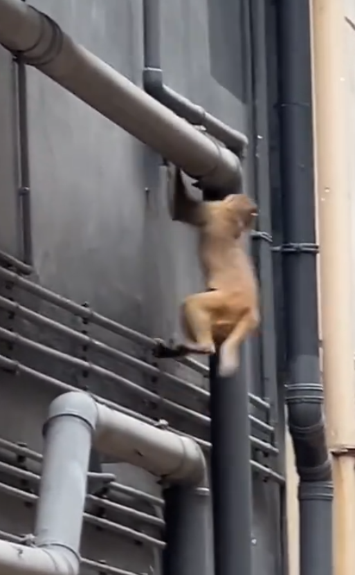 一隻馬騮於尖沙咀北京道的鐘錶名店Panerai門店內巷外牆上行走,先打量四周,再沿着水管慢行,及後往上爬行。(小紅書影片)