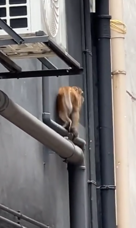 一隻馬騮於尖沙咀北京道的鐘錶名店Panerai門店內巷外牆上行走,先打量四周,再沿着水管慢行,及後往上爬行。(小紅書影片)