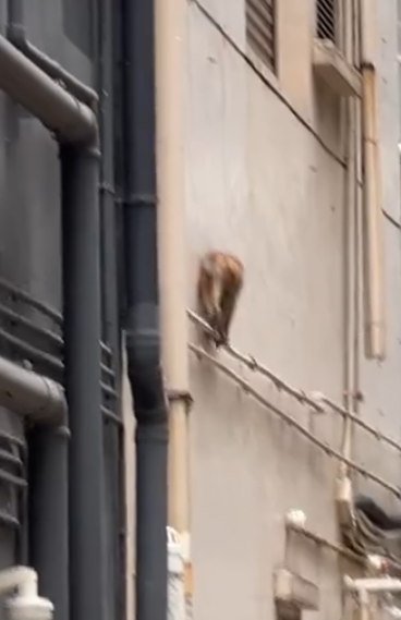 一隻馬騮於尖沙咀北京道的鐘錶名店Panerai門店內巷外牆上行走,先打量四周,再沿着水管慢行,及後往上爬行。(小紅書影片)