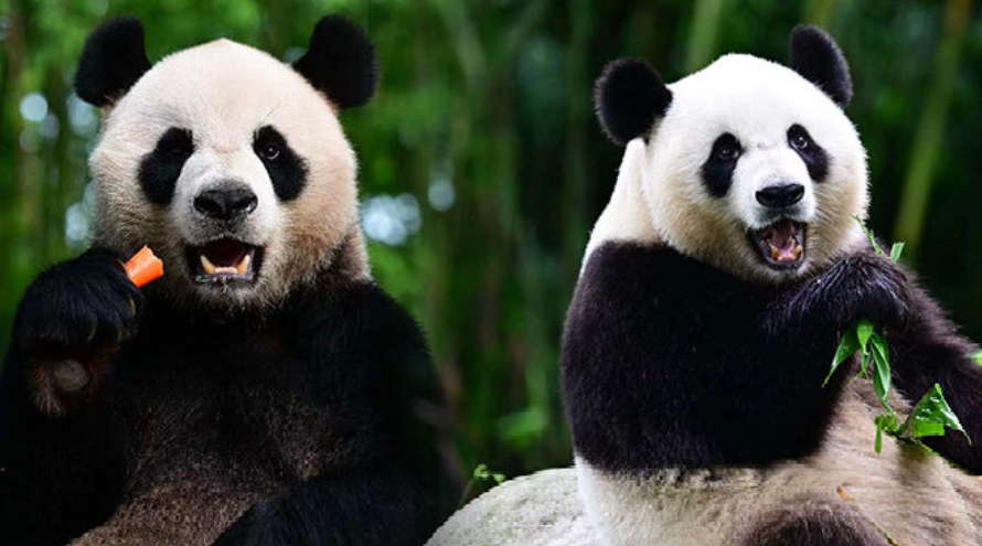 中央送港港的兩隻大熊貓安安(左)及可可已經抵港,並在海洋公園接受隔離檢疫。(中國大熊貓保護研究中心)