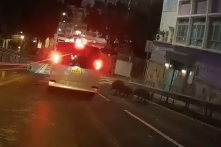 一段車Cam片顯示多隻野豬於香港仔水塘道近香港仔賽馬會普通科門診診所外,於馬路慢步「落斜」往香港仔中心方向,此時一架上斜往石排灣方向的士收制不及直撞野豬群。(Facebook南區之友 2.0)