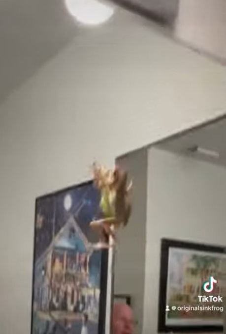 爬上鏡子。(互聯網)