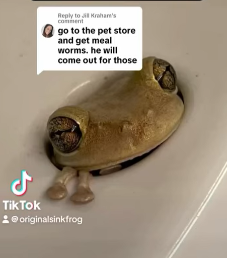 探頭出來很可愛。(互聯網)