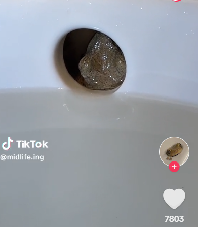 起初試過在鋅盤放水想牠游出,但不成功。(互聯網)