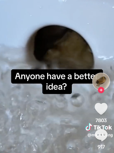 起初試過在鋅盤放水想牠游出,但不成功。(互聯網)