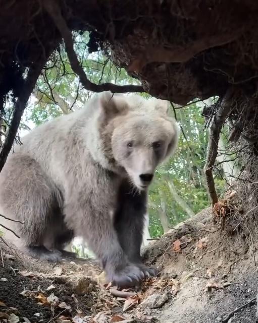 一隻棕熊擋在洞穴的唯一出路。(IG)