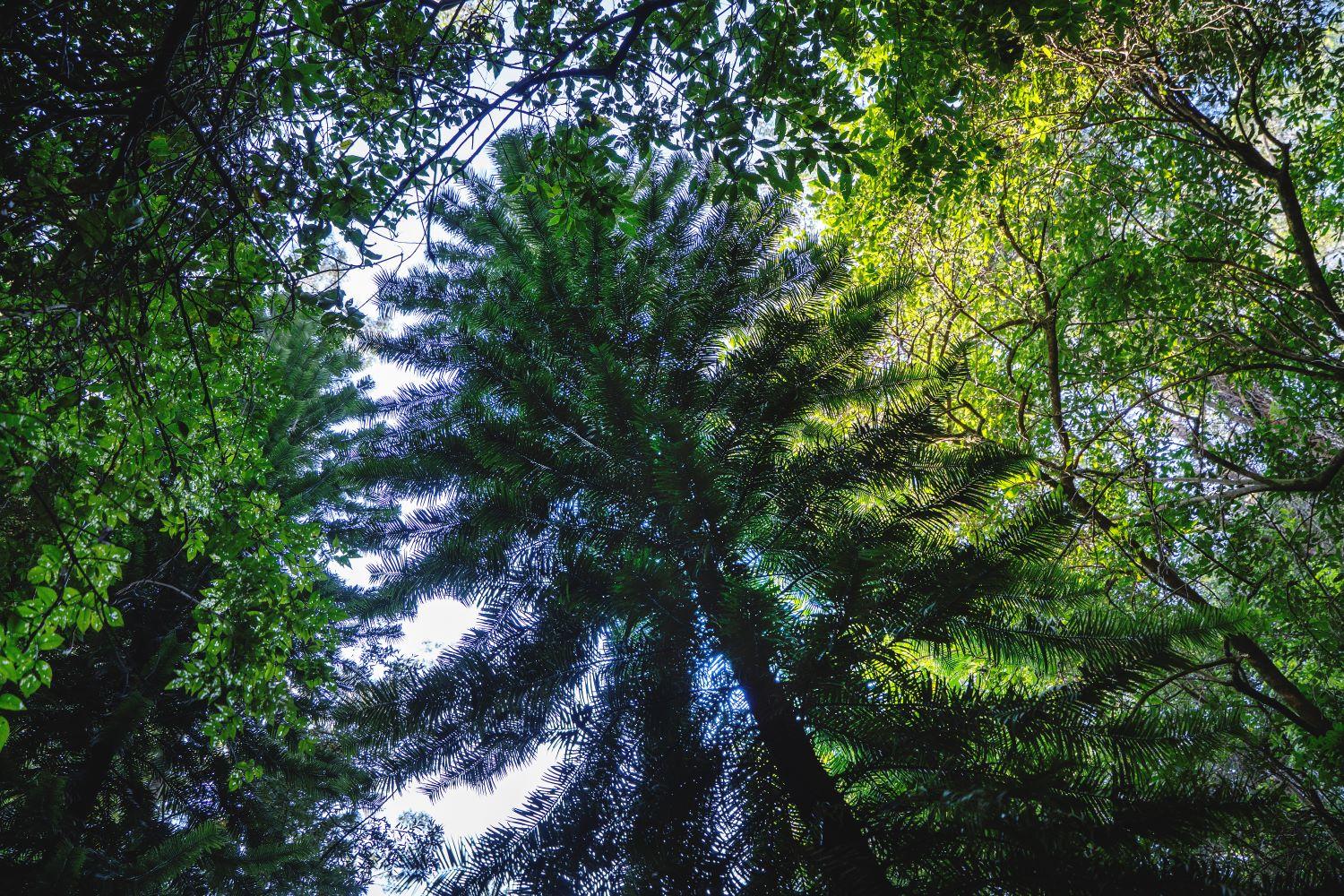 現今這種恐龍杉的最後一個野生群,僅由 46 棵成年樹和 43 棵幼樹組成。(X)