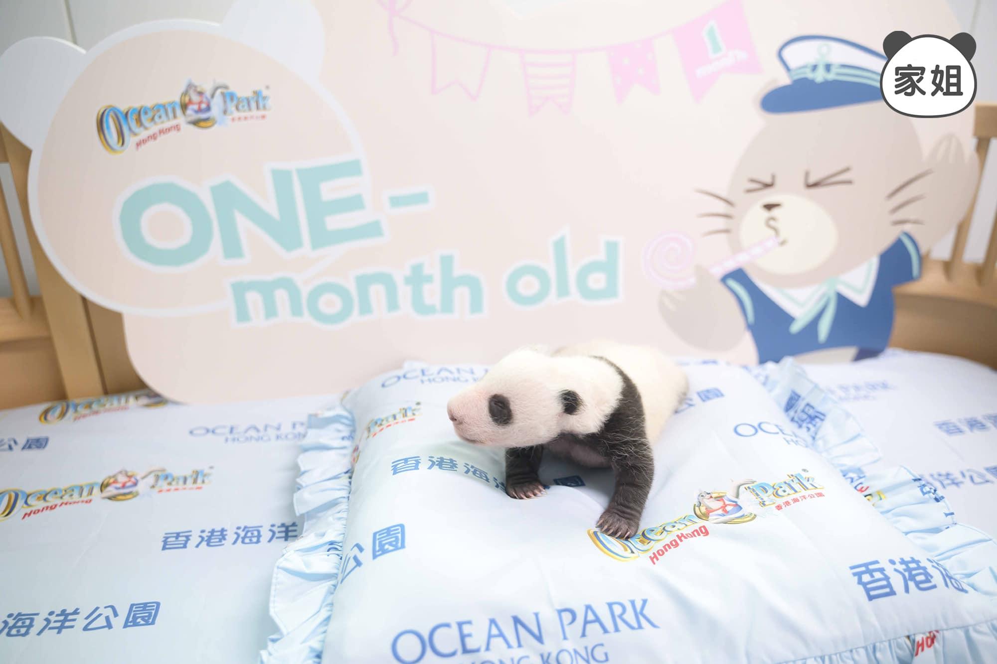 海洋公園形容,家姐與細佬正處於「暴風式成長」階段。(海洋公園)