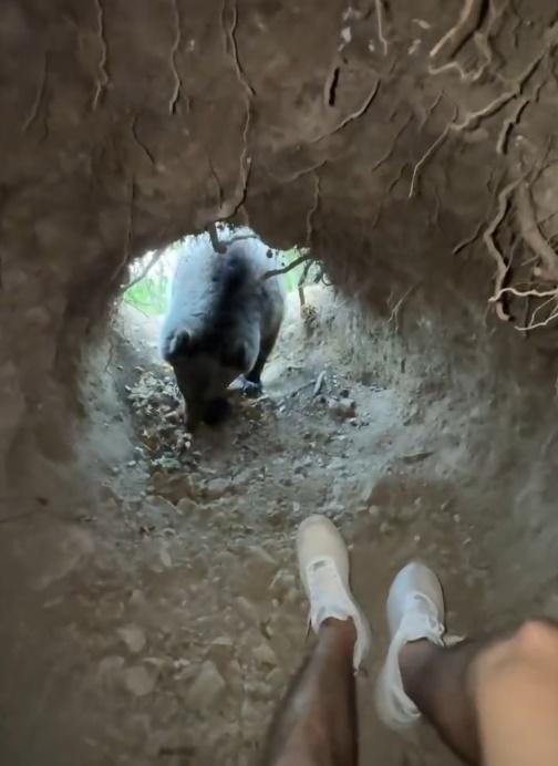 棕熊不斷地向內窺探甚至一度鑽進洞裡,幾乎就碰到Stefan。(IG)