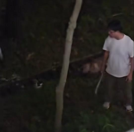 狗狗隔了數秒後即向前衝。(香港動物報@FB)