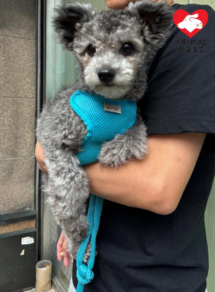 11個月大的貴婦狗「Holiday」一度休克和失禁,至今仍無法正常走路,懷疑神經受損。(香港動物報)