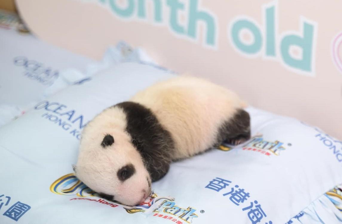 海洋公園形容,家姐與細佬正處於「暴風式成長」階段。(海洋公園)