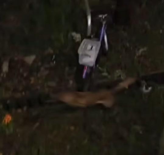 狗狗隔了數秒後即向前衝。(香港動物報@FB)