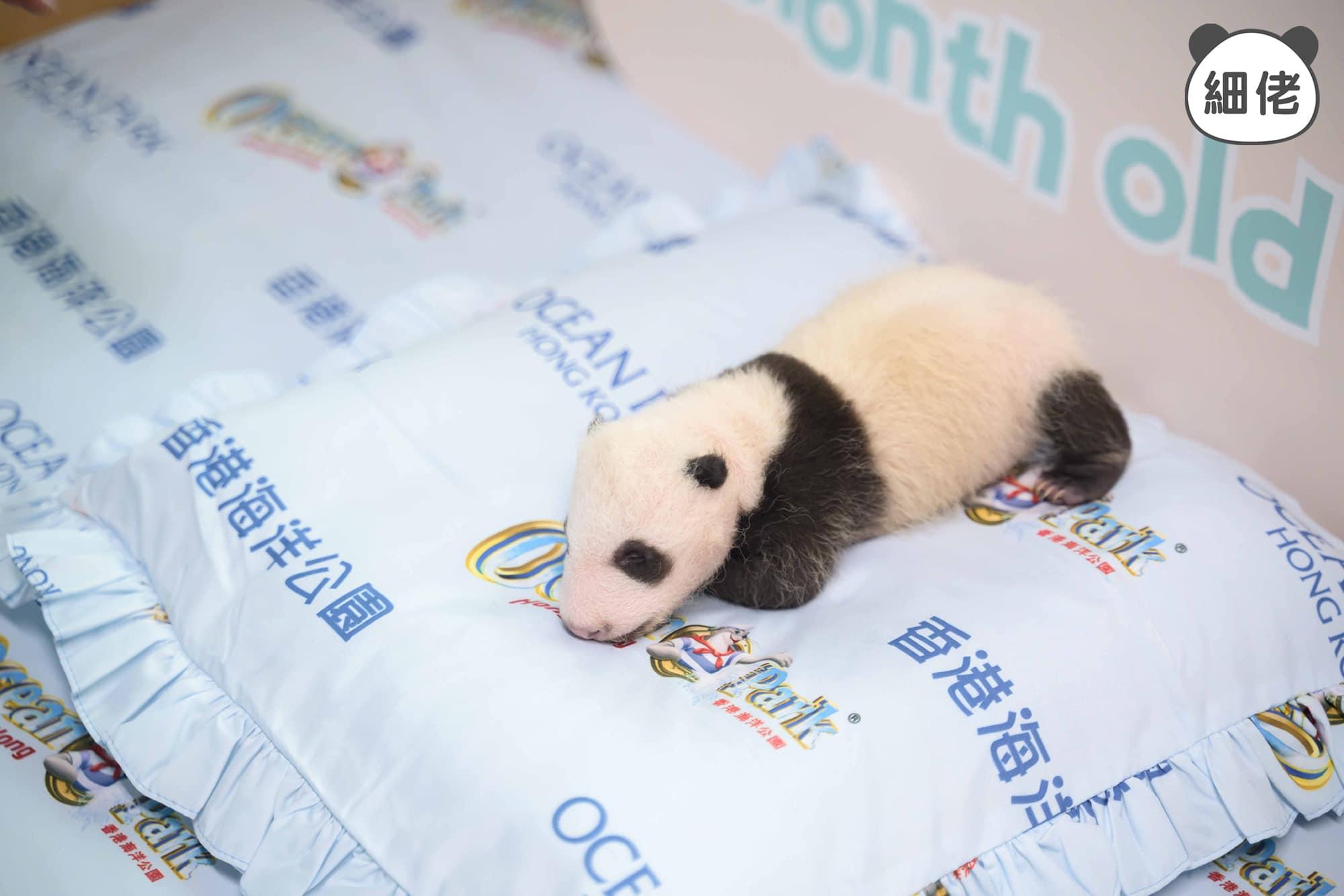 細佬增磅至現時 814 克。(海洋公園)