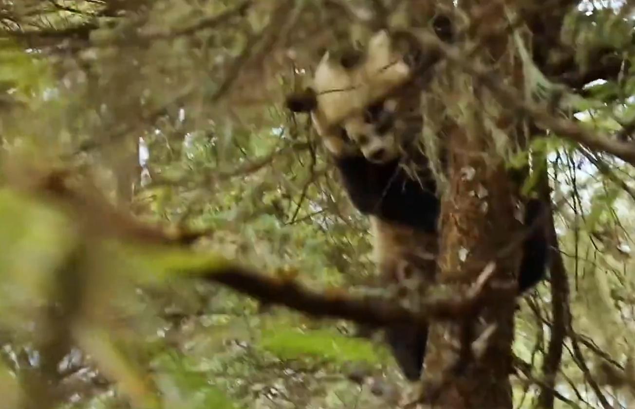 華妍在樹林間留下氣味之後爬到樹上,等待如意郎君。(微博)