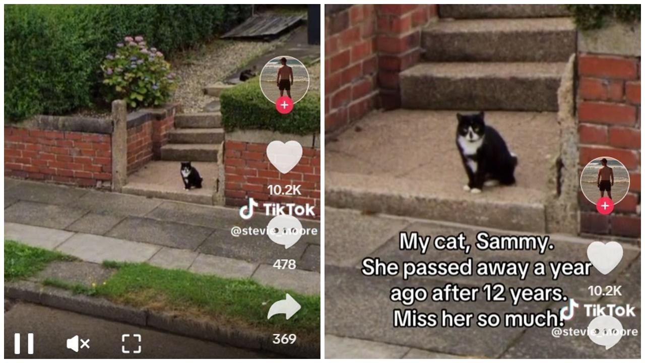 男子興奮地表示「我不敢相信我看到的,那是我養了12年的Sammy,牠在1年前去世了,我非常想念她!」。(TikTok)